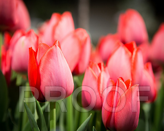 ART_V3T4015 Tulips final 8x10 size 300ppi